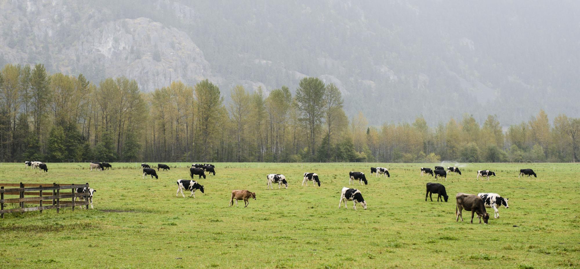Home Delivery Island Farms